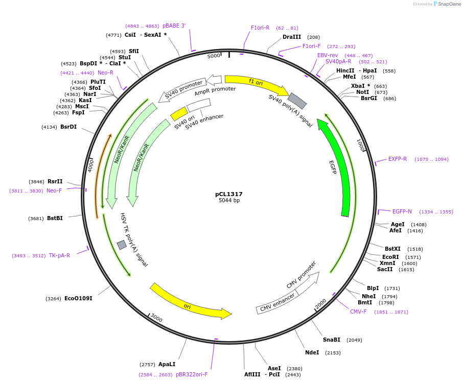 217959-plasmid-map-sequence-id-430213