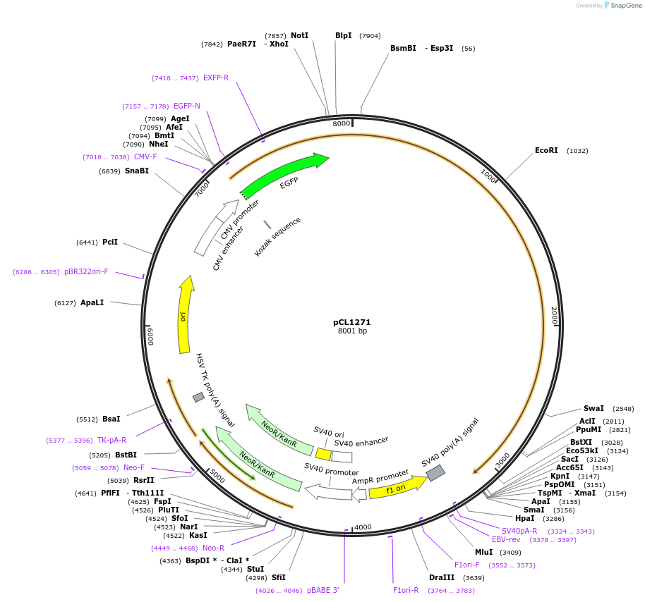 217963-plasmid-map-sequence-id-430217