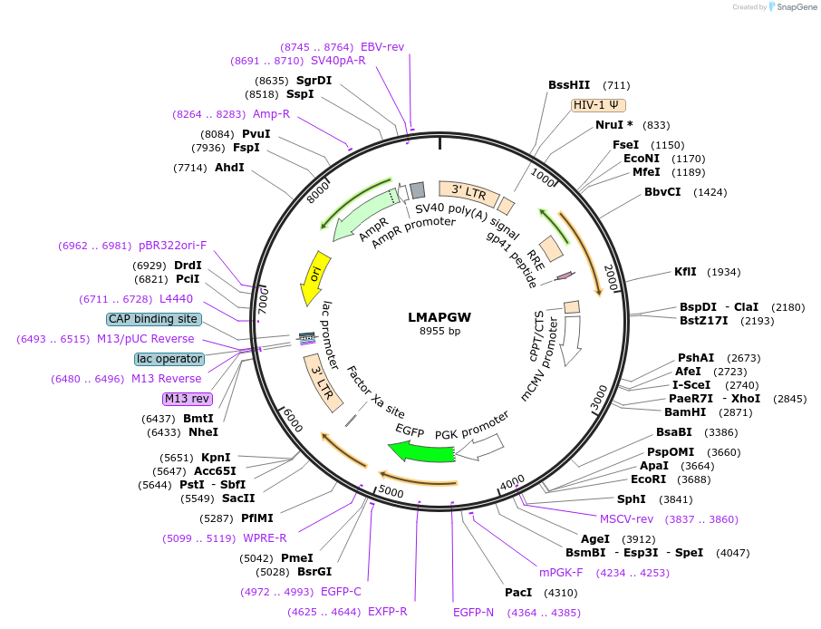 205651-plasmid-map-sequence-id-430219