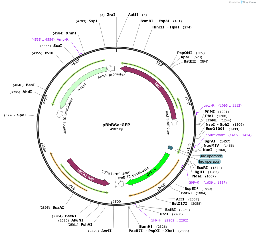 35355-plasmid-map-sequence-id-43022