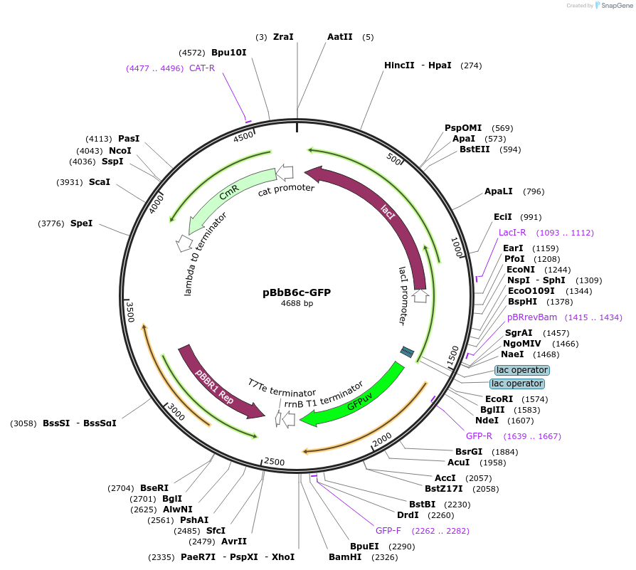 35356-plasmid-map-sequence-id-43023