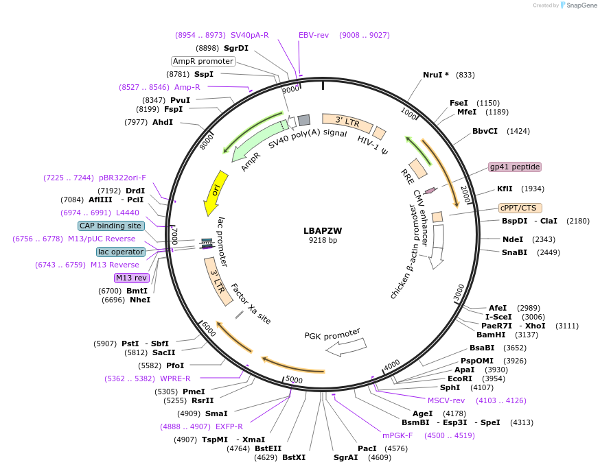 205658-plasmid-map-sequence-id-430235