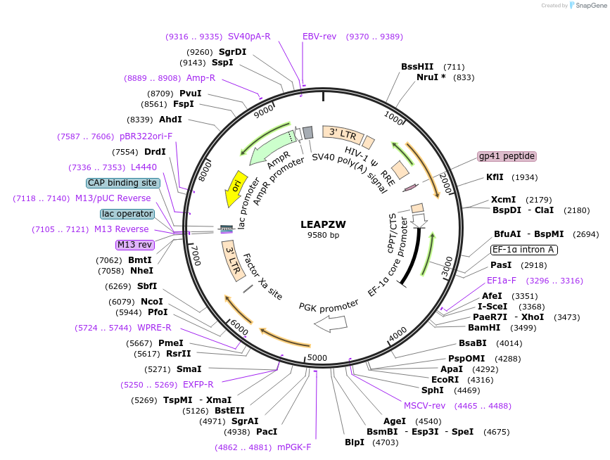 205667-plasmid-map-sequence-id-430236