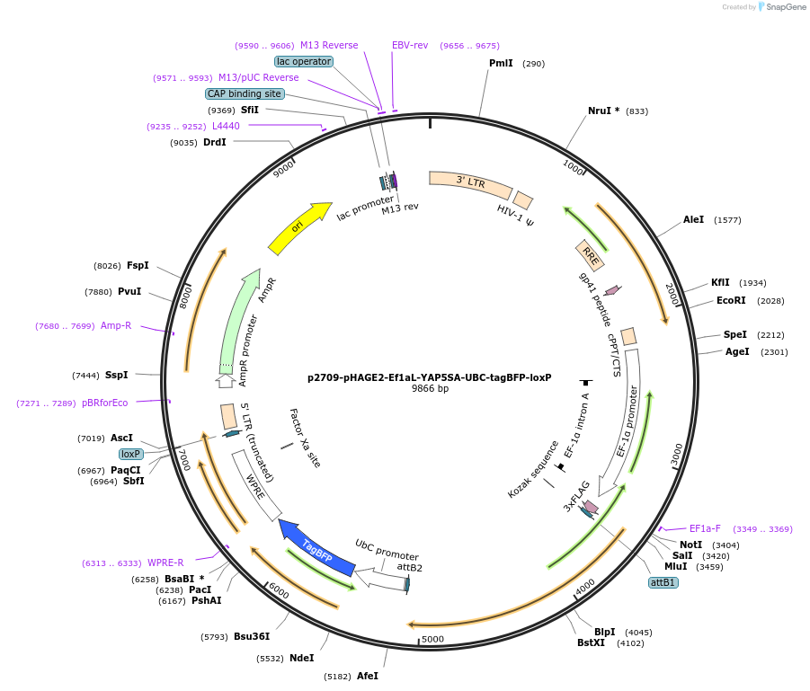 216478-plasmid-map-sequence-id-430237