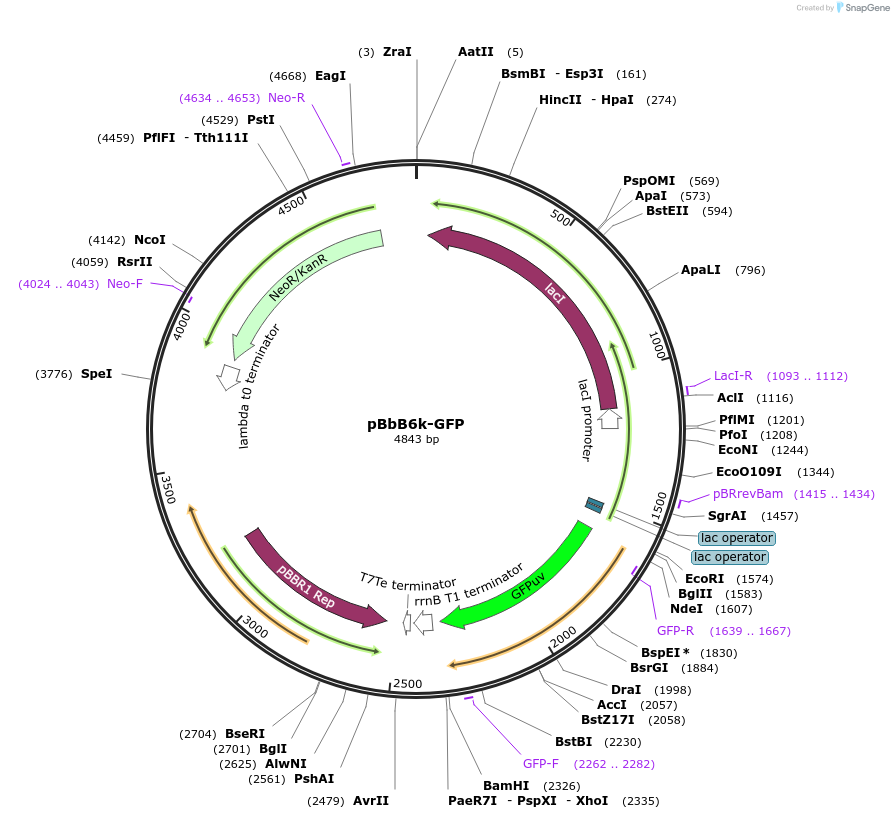 35357-plasmid-map-sequence-id-43024