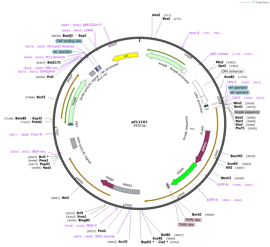 217964-plasmid-map-sequence-id-430242