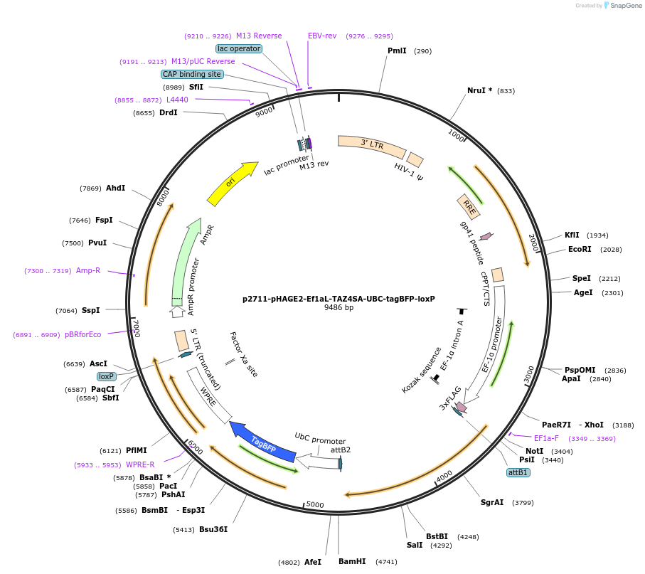 216480-plasmid-map-sequence-id-430245
