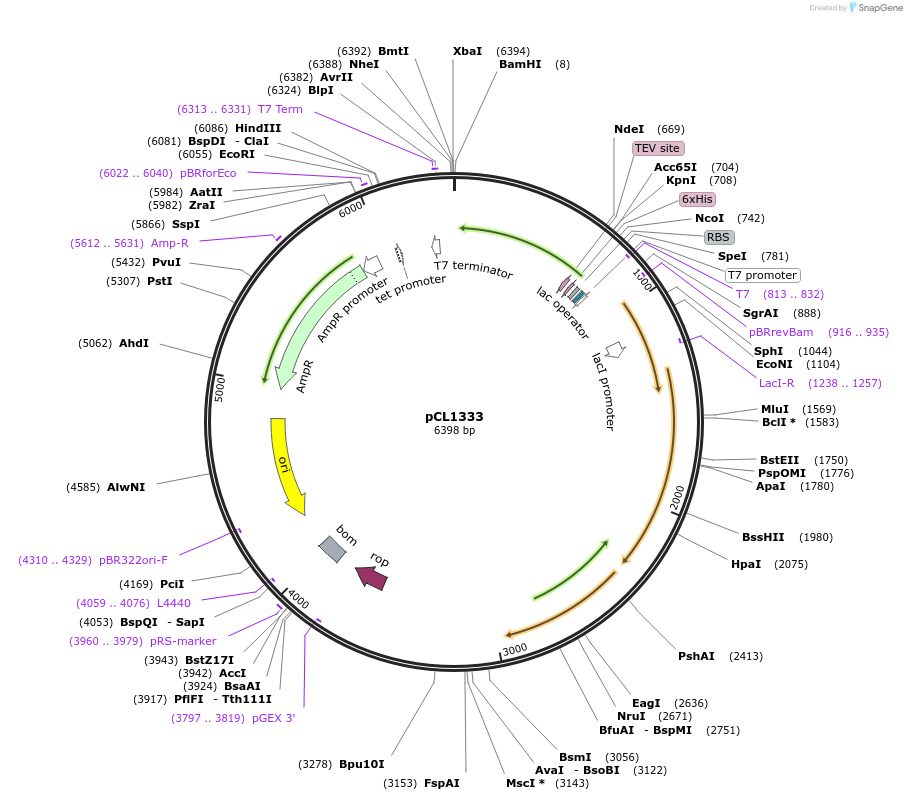 217966-plasmid-map-sequence-id-430247