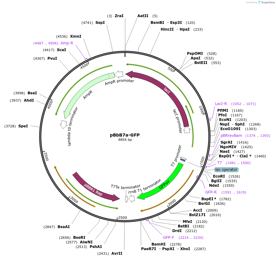 35358-plasmid-map-sequence-id-43025