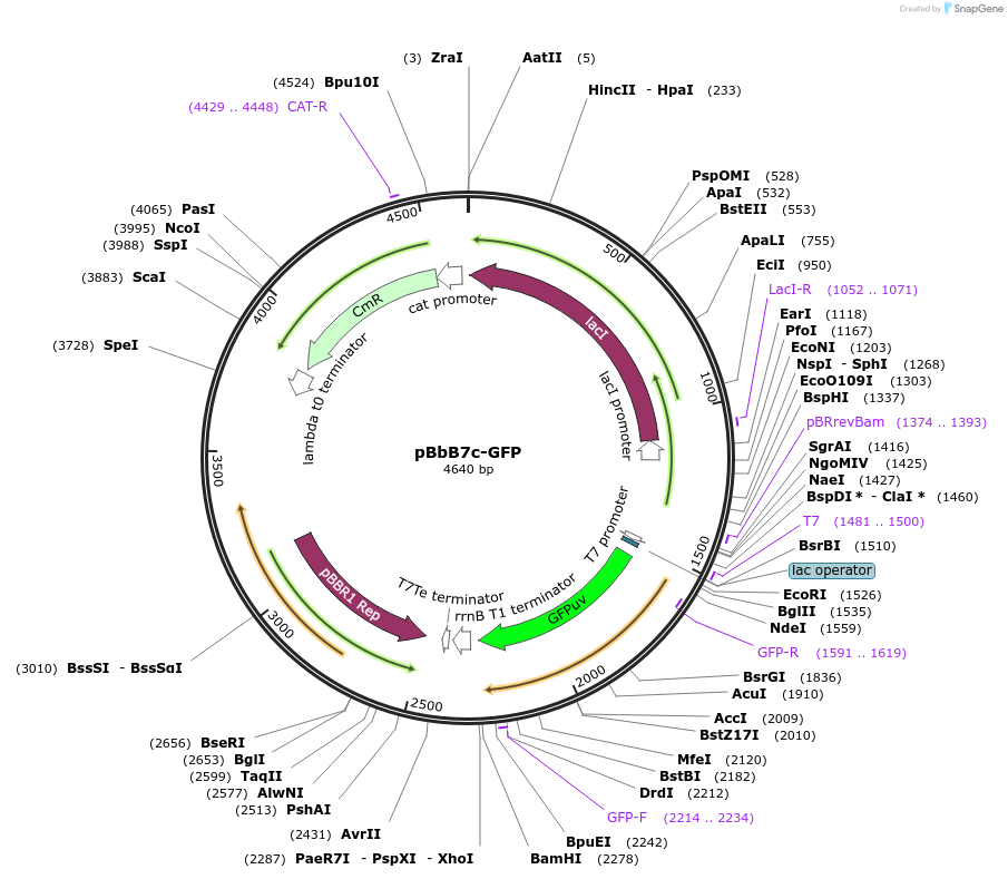 35359-plasmid-map-sequence-id-43026