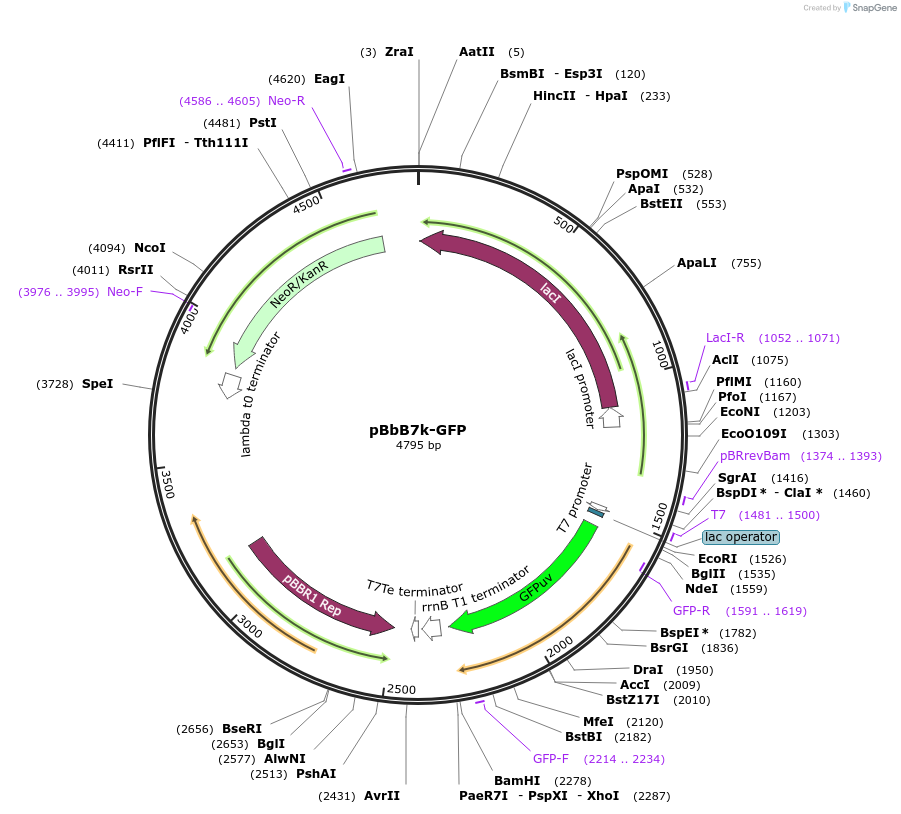 35360-plasmid-map-sequence-id-43027