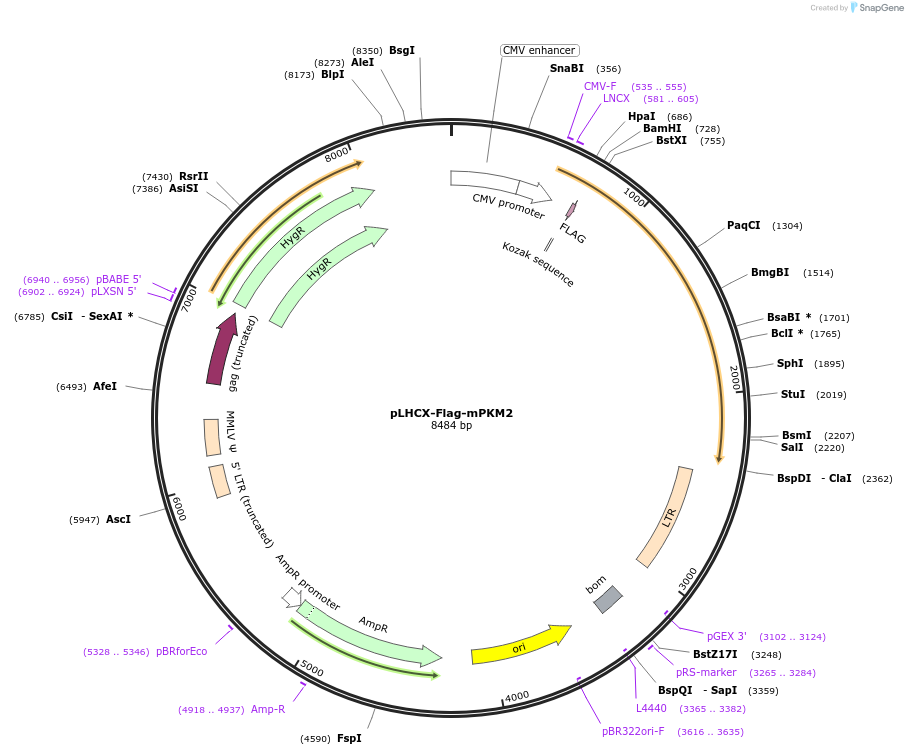 42512-plasmid-map-sequence-id-430272