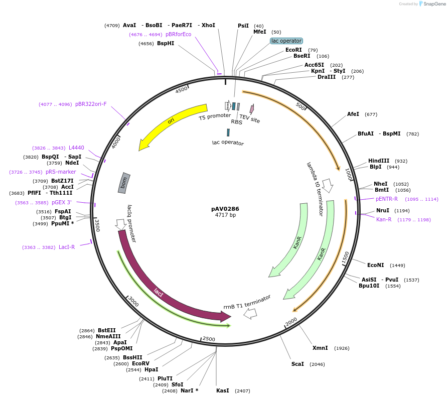 149333-plasmid-map-sequence-id-430273