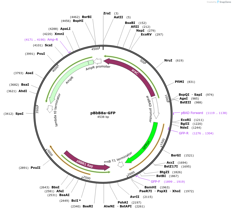 35361-plasmid-map-sequence-id-43028