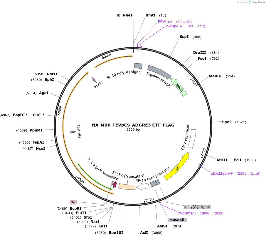 217691-plasmid-map-sequence-id-430281