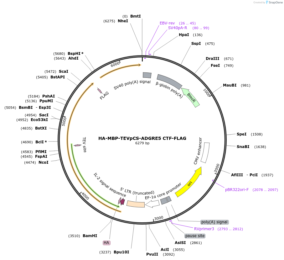 217693-plasmid-map-sequence-id-430282