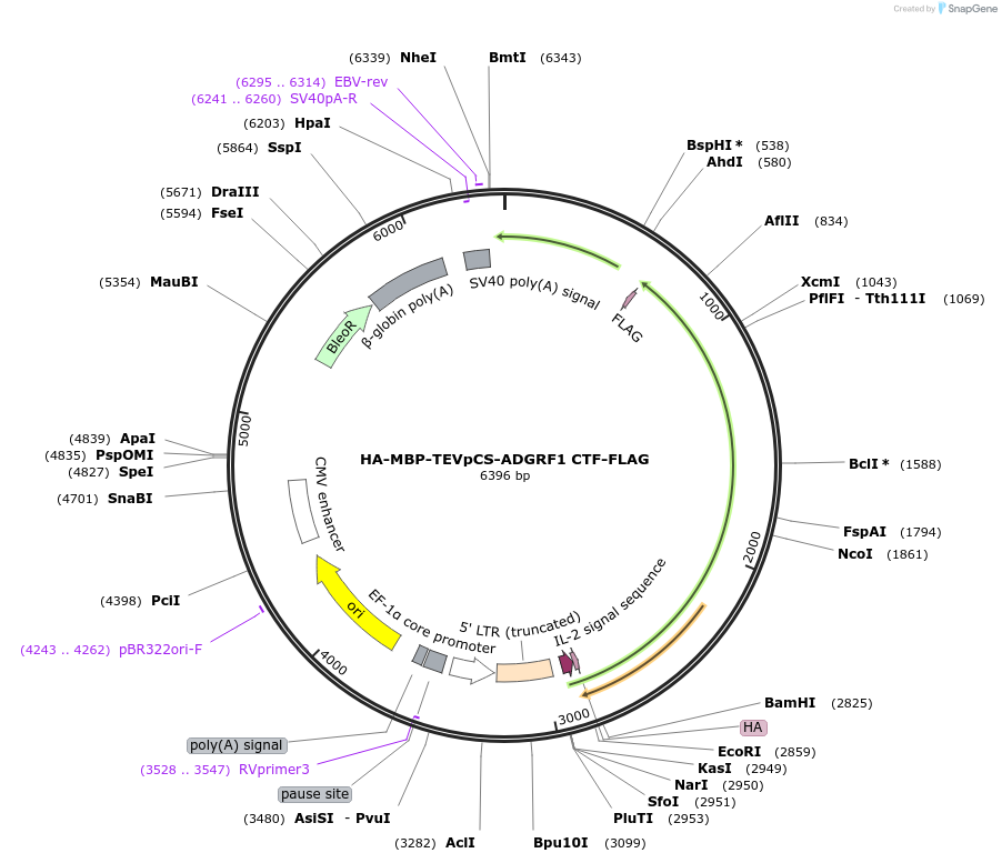 217694-plasmid-map-sequence-id-430283