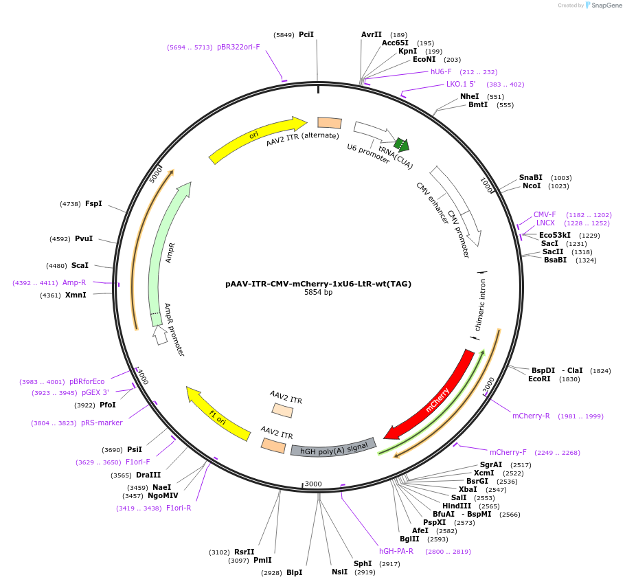 217366-plasmid-map-sequence-id-430286