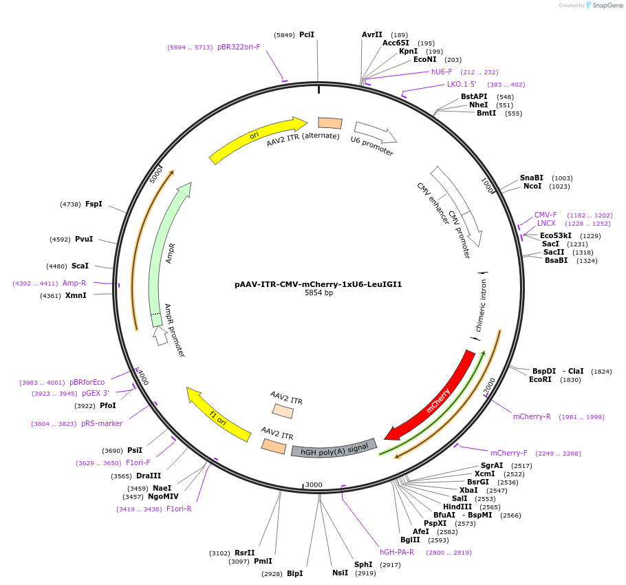 217367-plasmid-map-sequence-id-430289
