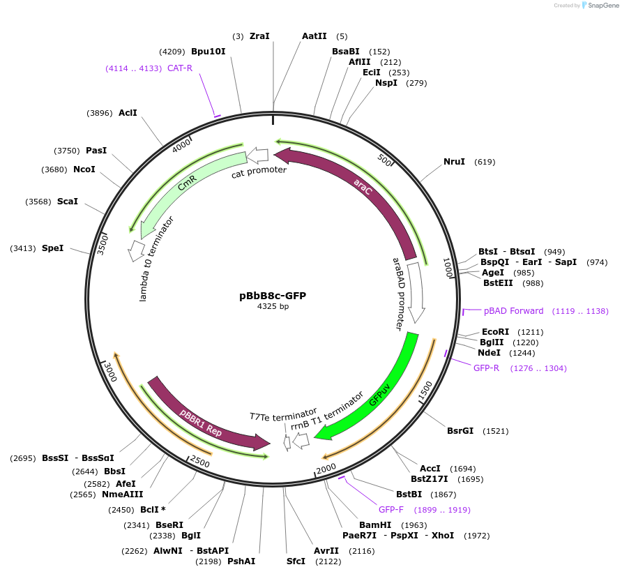 35362-plasmid-map-sequence-id-43029