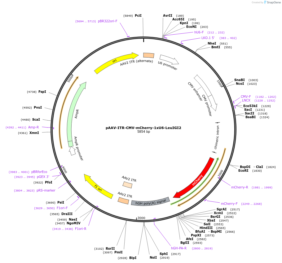 217368-plasmid-map-sequence-id-430295