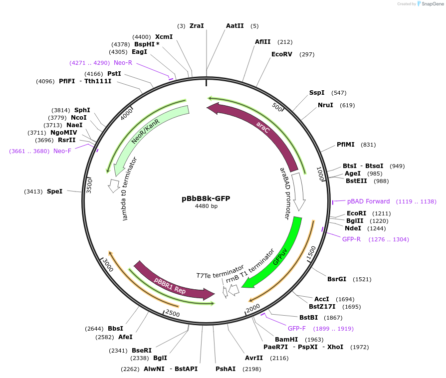 35363-plasmid-map-sequence-id-43030