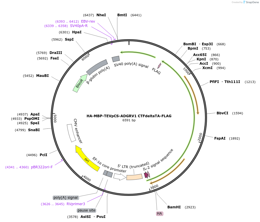 217743-plasmid-map-sequence-id-430305
