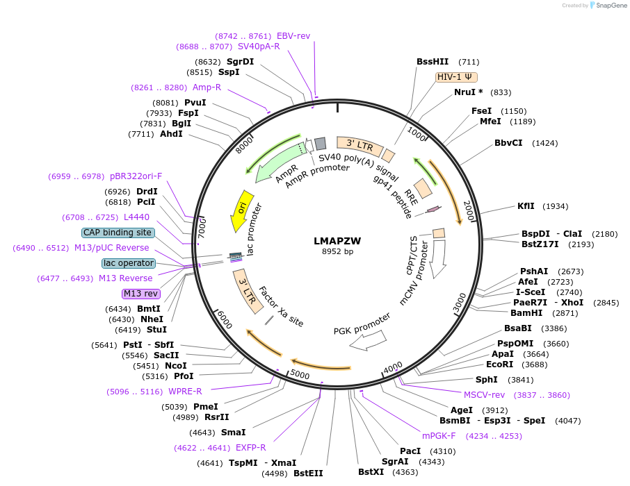 205649-plasmid-map-sequence-id-430317