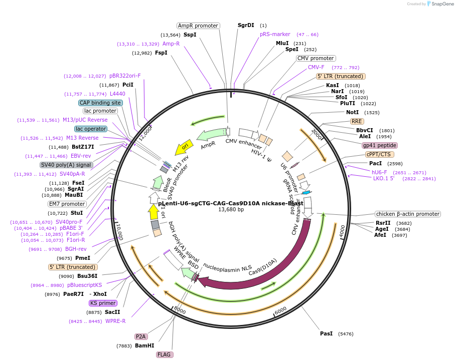 216733-plasmid-map-sequence-id-430318