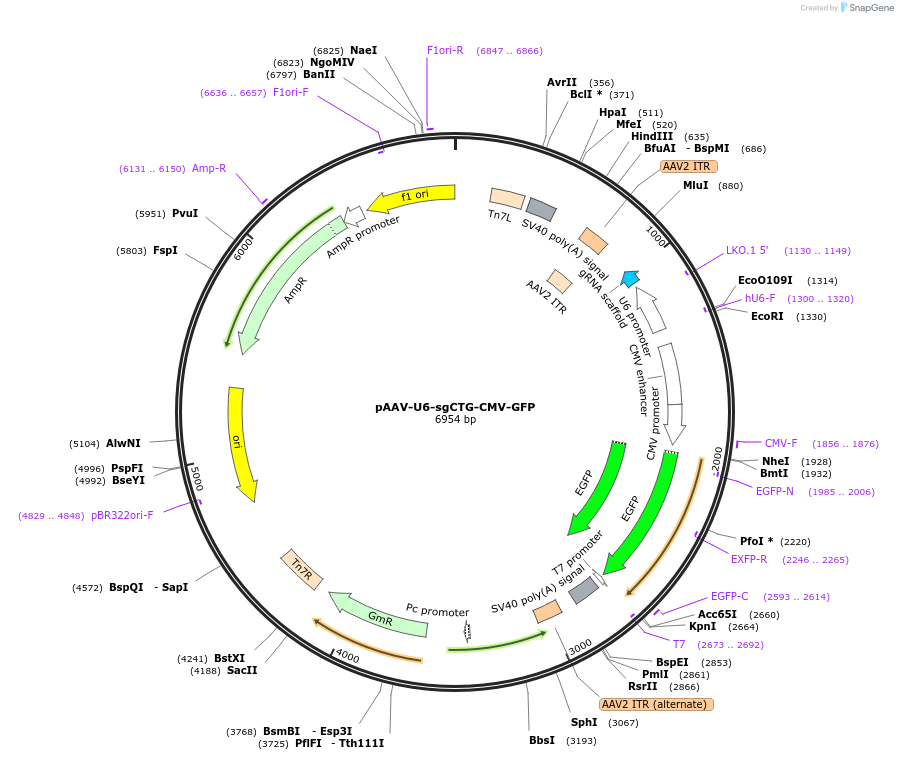 216734-plasmid-map-sequence-id-430319