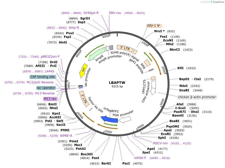 205659-plasmid-map-sequence-id-430320