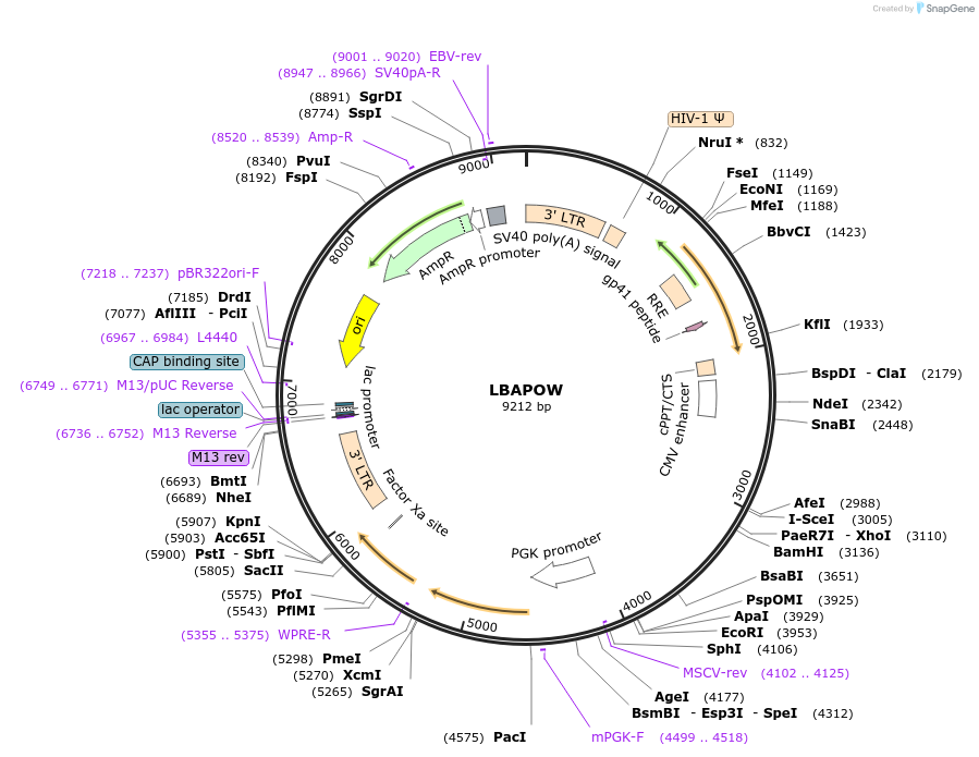 205663-plasmid-map-sequence-id-430322