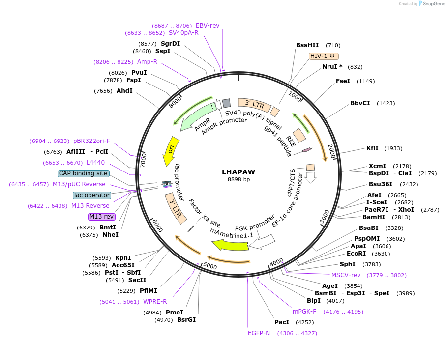 205679-plasmid-map-sequence-id-430325