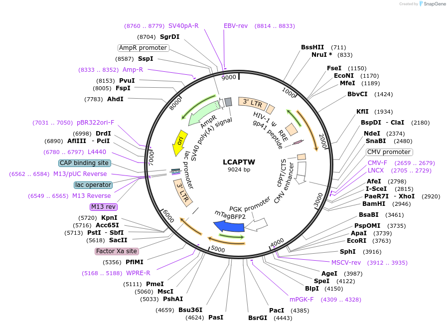 205641-plasmid-map-sequence-id-430326
