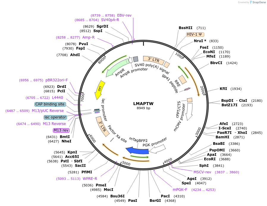 205650-plasmid-map-sequence-id-430328