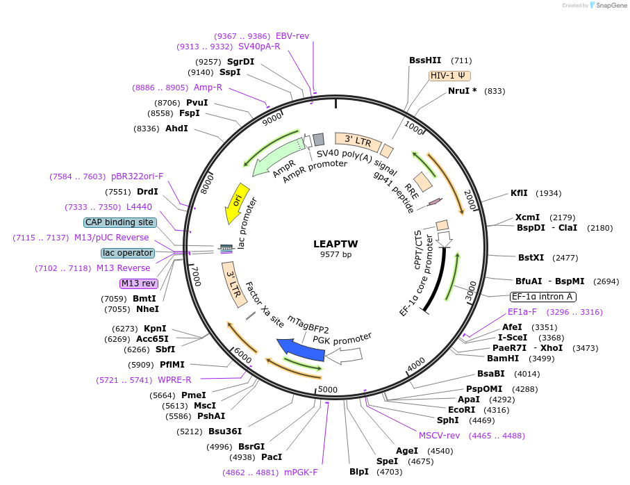 205668-plasmid-map-sequence-id-430332