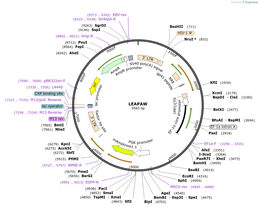 205670-plasmid-map-sequence-id-430333