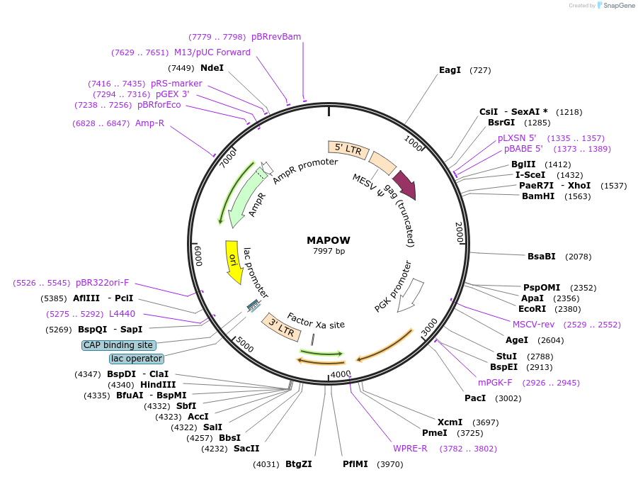 205699-plasmid-map-sequence-id-430335