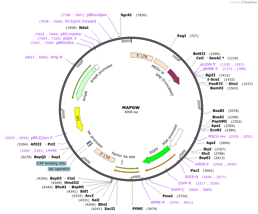 205696-plasmid-map-sequence-id-430336