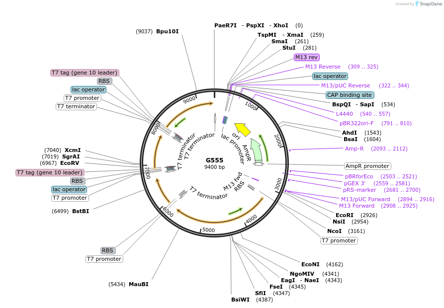 216483-plasmid-map-sequence-id-430343