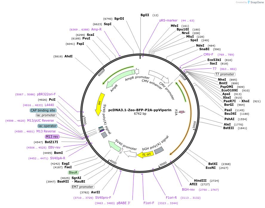217482-plasmid-map-sequence-id-430344
