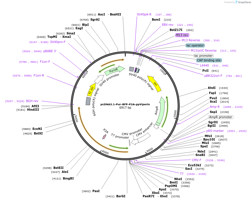 217483-plasmid-map-sequence-id-430350
