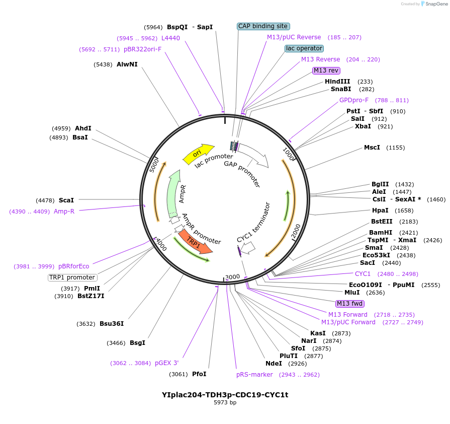 216122-plasmid-map-sequence-id-430351