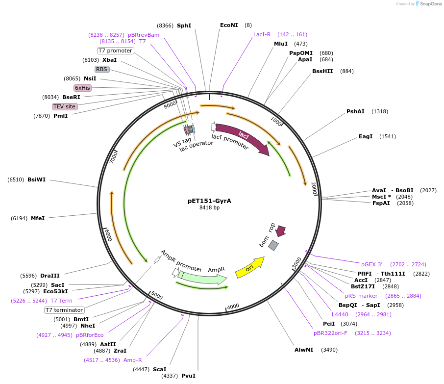216229-plasmid-map-sequence-id-430355