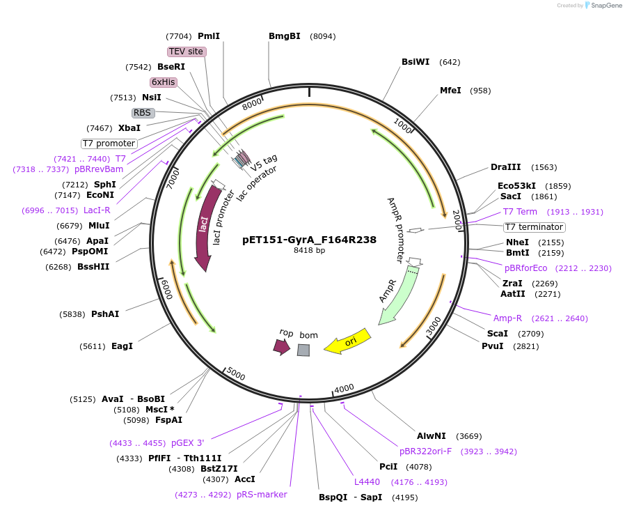 216230-plasmid-map-sequence-id-430357