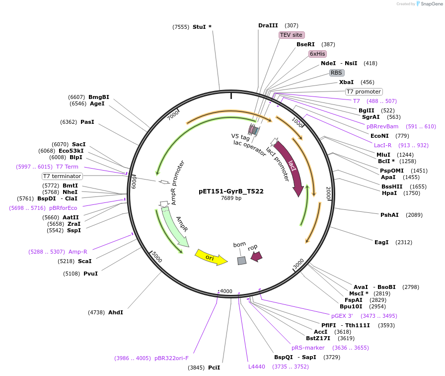 216235-plasmid-map-sequence-id-430359