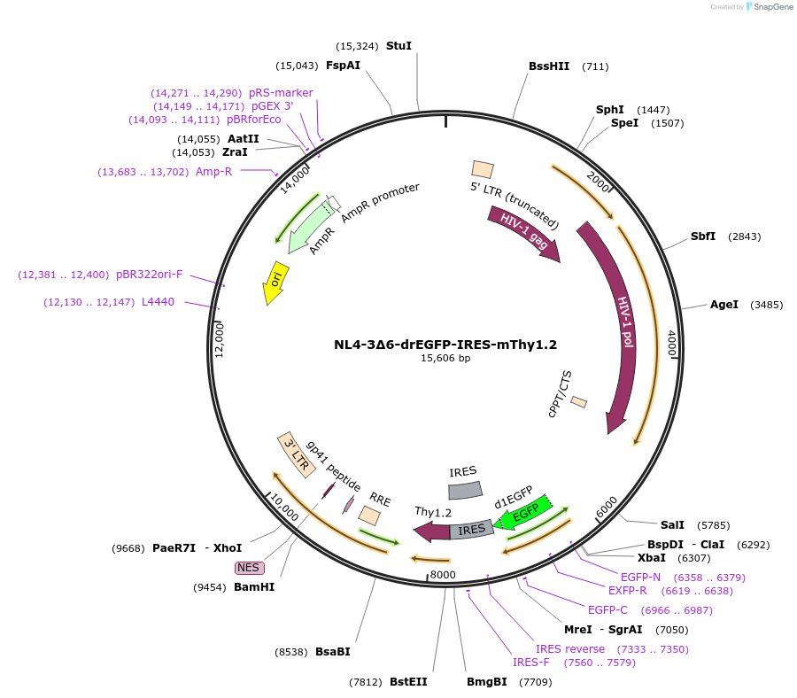 207881-plasmid-map-sequence-id-430365