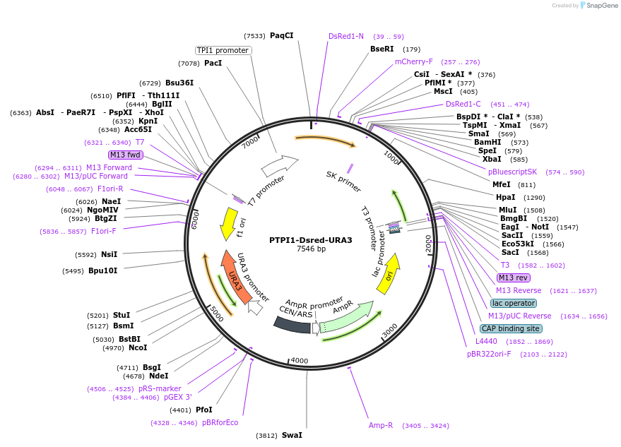 207017-plasmid-map-sequence-id-430366