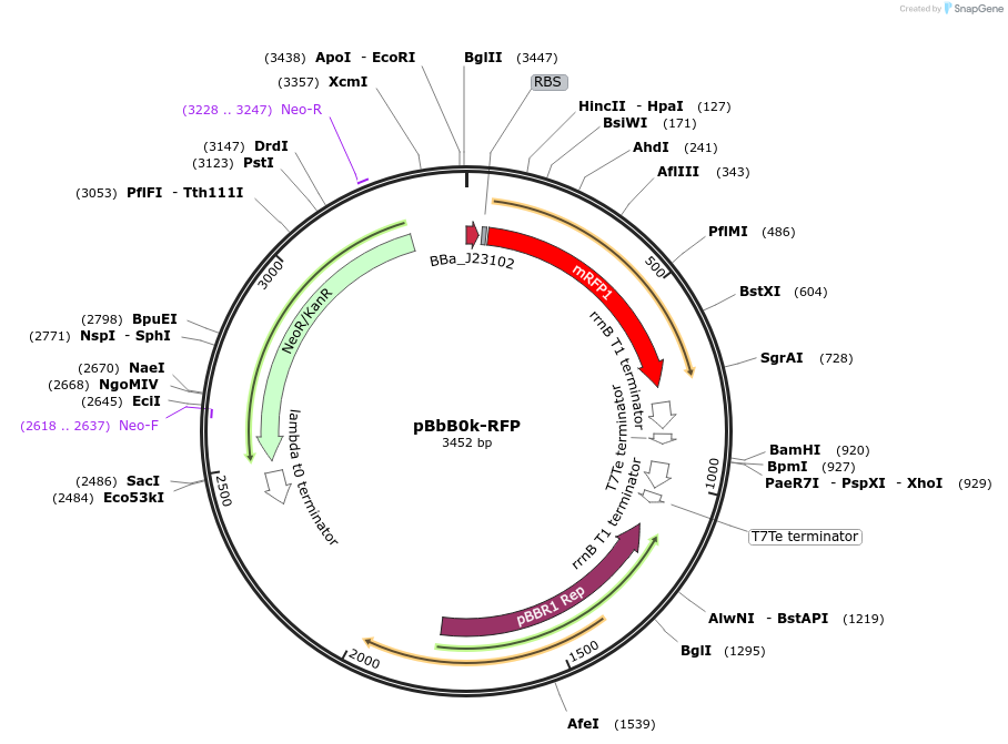 35370-plasmid-map-sequence-id-43037