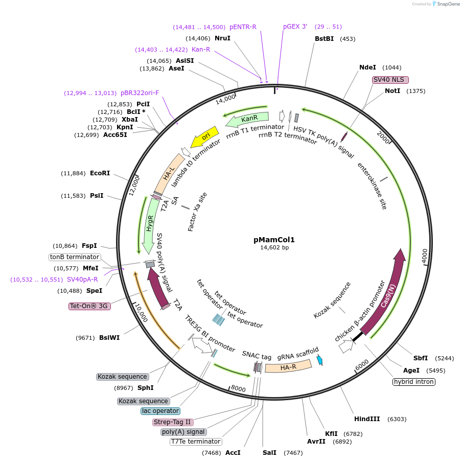 215184-plasmid-map-sequence-id-430375